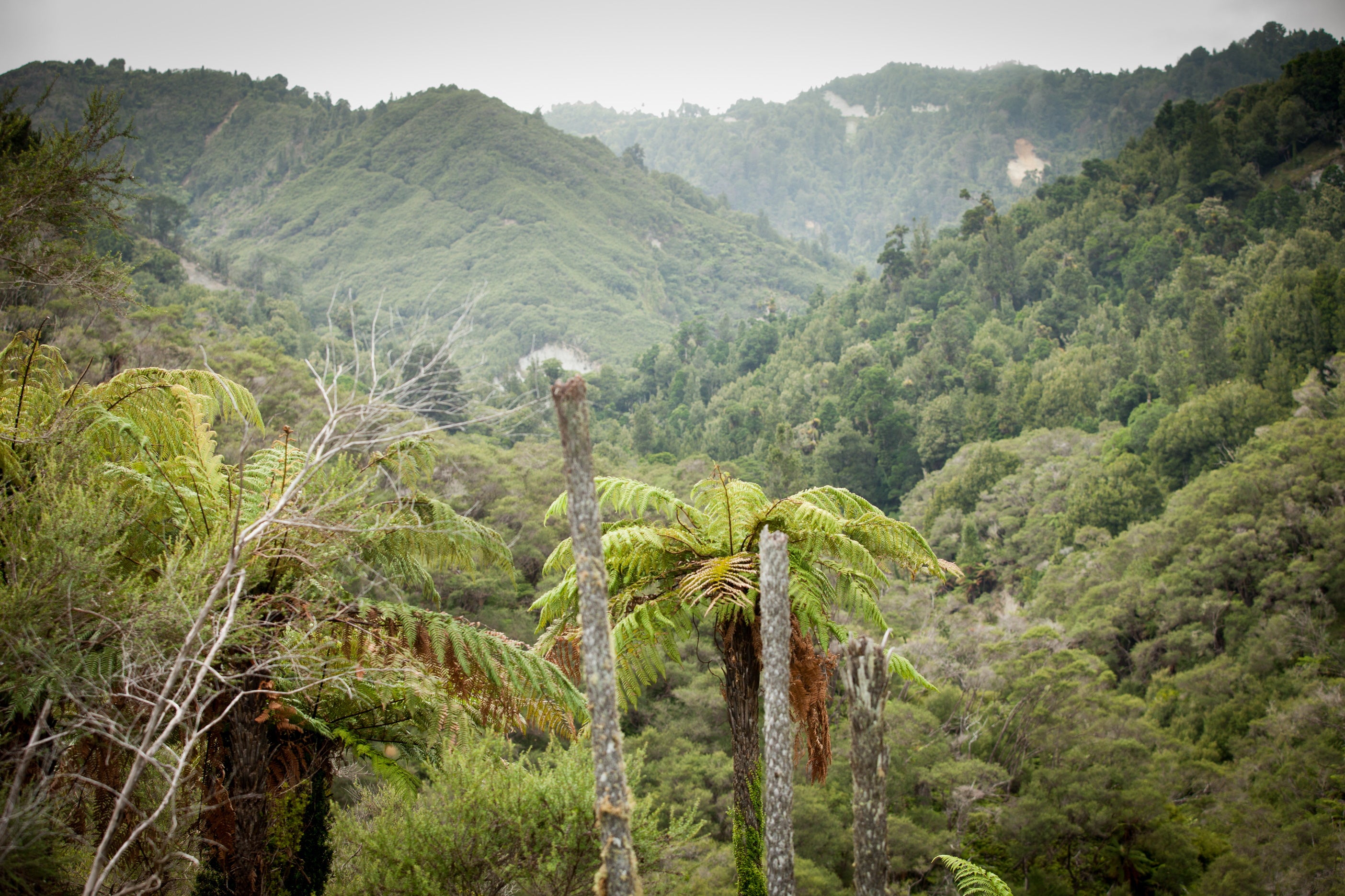 Manuka Honey Makers: The Landowners