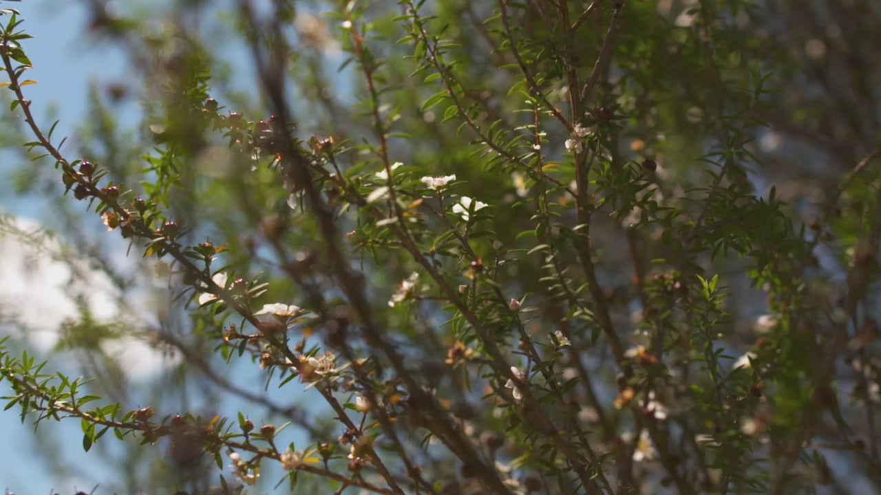 What makes Egmont Manuka Honey different?
